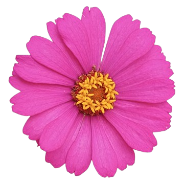 Flower Image